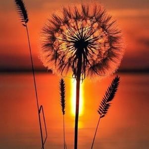 Meet your Posher, Rylea